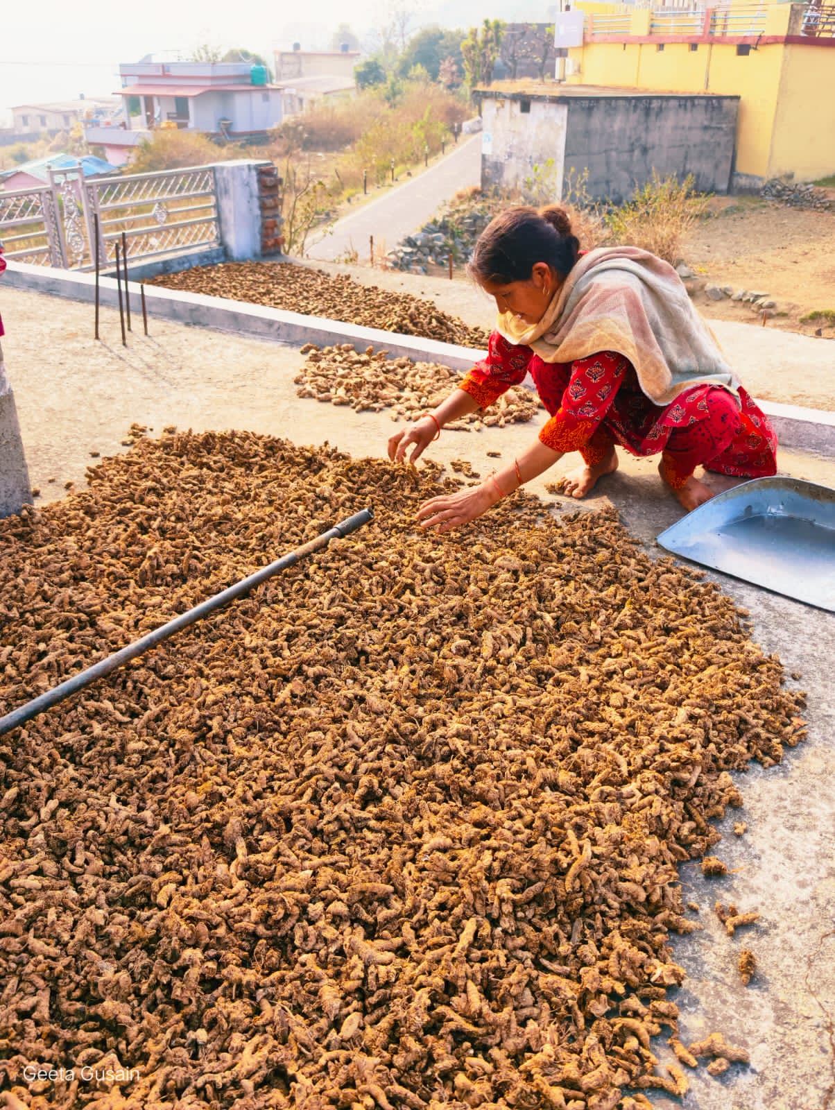 Himalayan turmeric