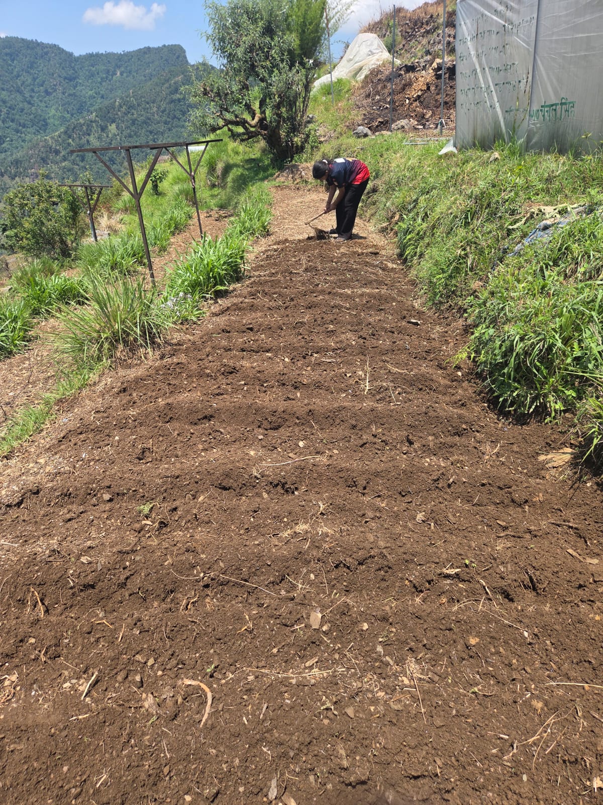 Himalayan turmeric