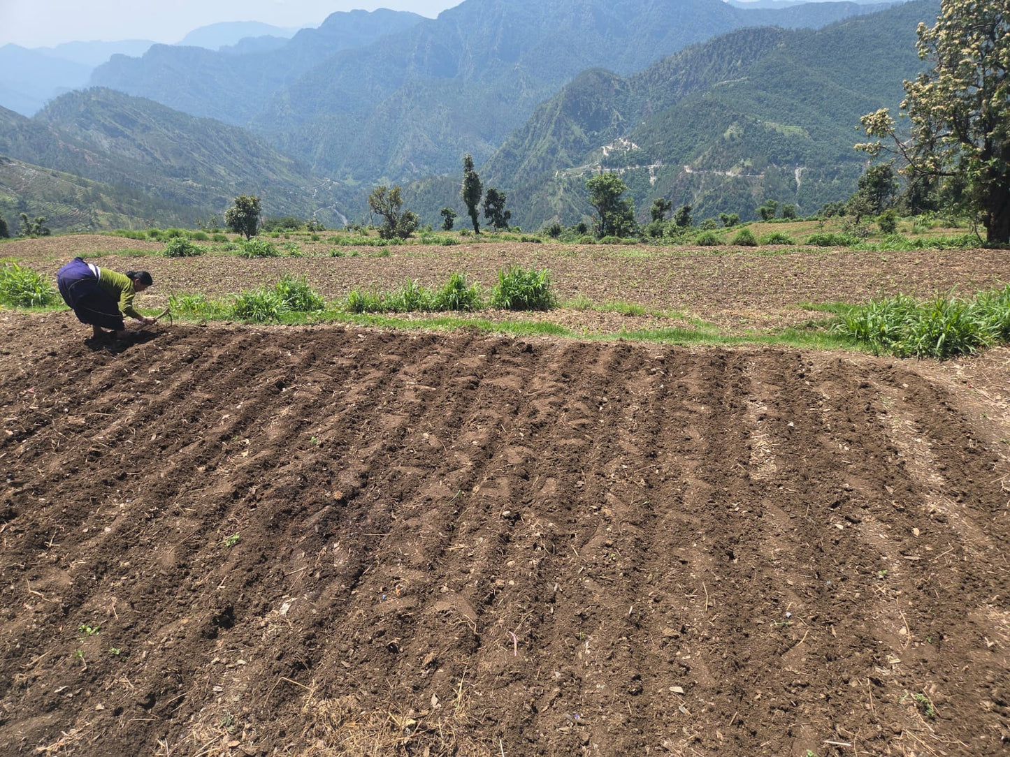 Himalayan turmeric